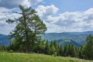 Nová Zelená Úsporám Zpracování Žádosti